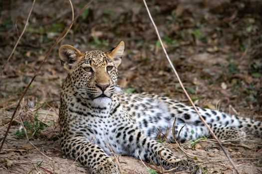 A close-up of a leopard cub resting in the bush after eating