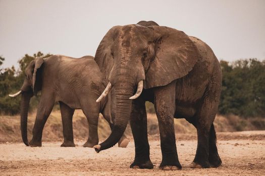 An amazing close up of huge elephants moving on the sandy banks of an African river