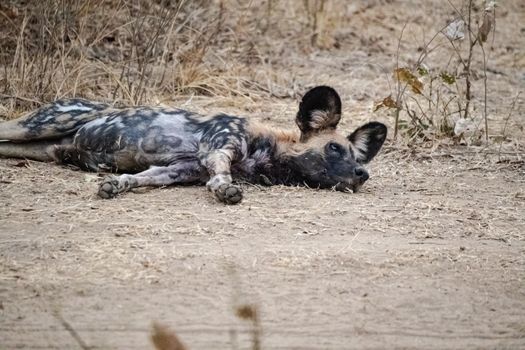 A close-up of a beautiful wild dog in the savannah