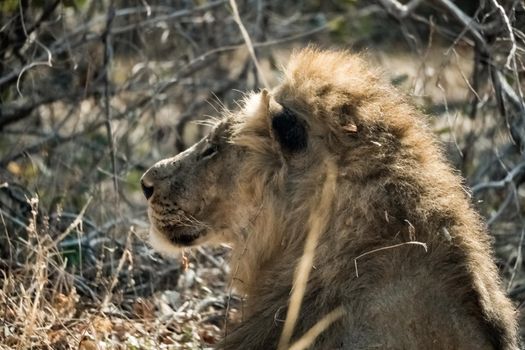 A close-up of a beautiful lion resting after hunting