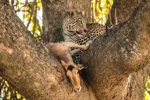 A close-up of a leopard eating an impala on a tree