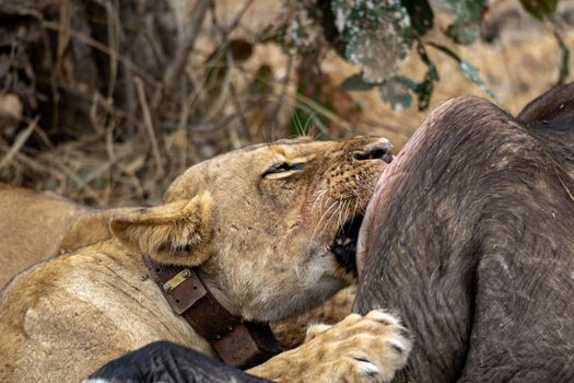 A close-up of a beautiful lioness feeding on a freshly killed buffalo.