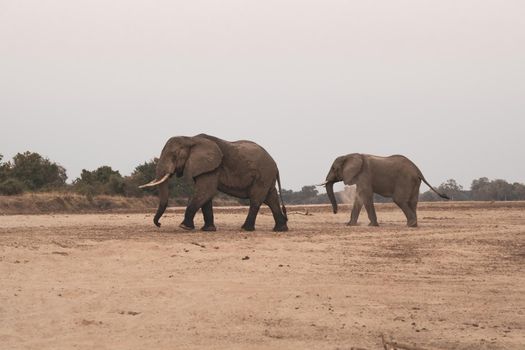 An amazing close up of huge elephants moving on the sandy banks of an African river