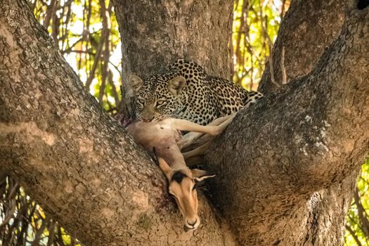 A close-up of a leopard eating an impala on a tree