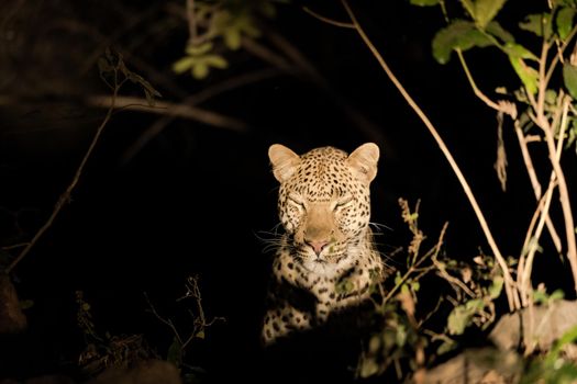 A close-up of a leopard resting in the bush during the night