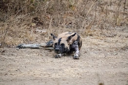 A close-up of a beautiful wild dog in the savannah