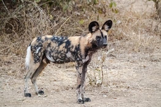 A close-up of a beautiful wild dog in the savannah