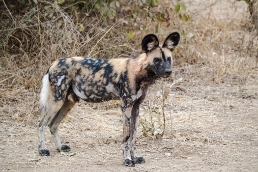 A close-up of a beautiful wild dog in the savannah