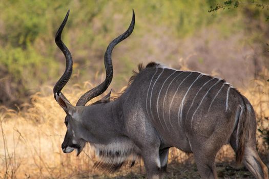 An amazing close up of huge male kudu moving on the sandy banks of an African river