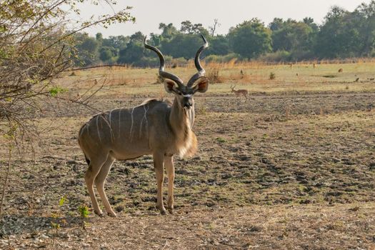 An amazing close up of huge male kudu moving on the sandy banks of an African river