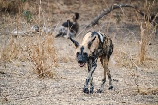 A close-up of a beautiful wild dog in the savannah