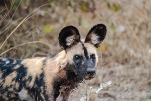 A close-up of a beautiful wild dog in the savannah