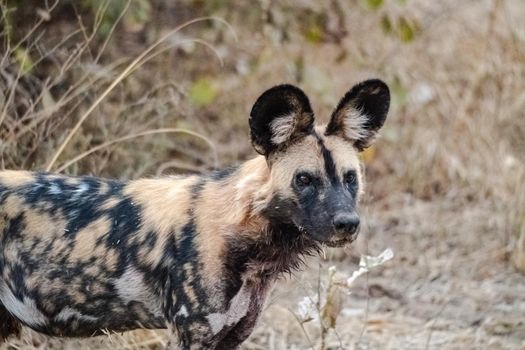 A close-up of a beautiful wild dog in the savannah