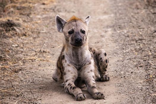 A wonderful closeup of spotted hyena in the savanna