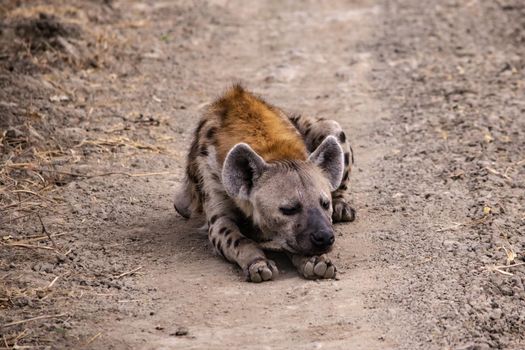 A wonderful closeup of spotted hyena in the savanna