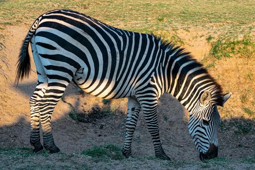 A close-up of a wonderful zebra eating in the savanna