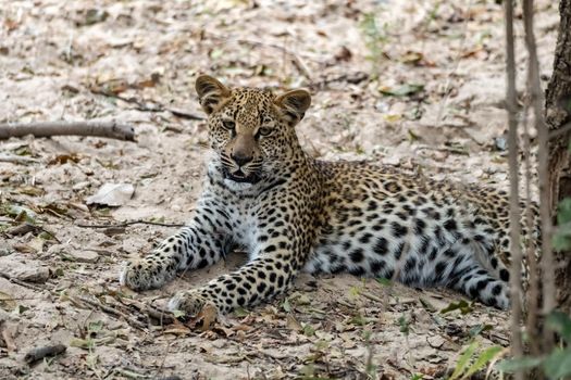 A close-up of a leopard cub resting in the bush after eating