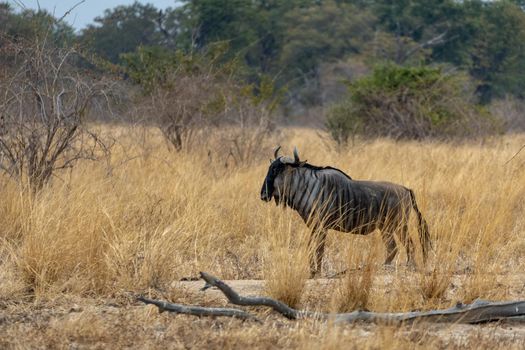 An amazing close up of a isolated wildebeest moving in the bush