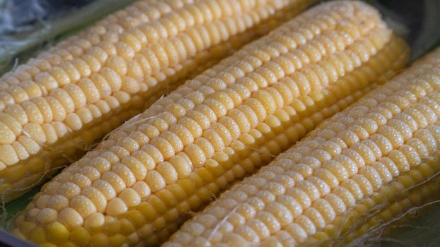 Corn cobs boiled in a close-up pot. High quality photo