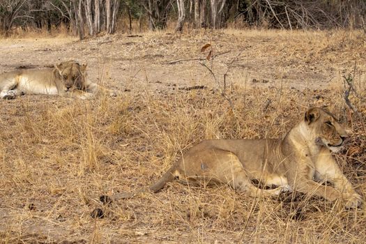 A close-up of two beautiful lionesses resting after hunting