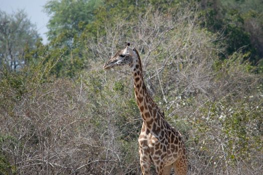 A close-up of a huge giraffe eating in the bush