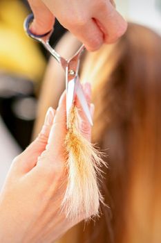 The hairdresser cuts the ends of female hair with scissors. Concept of beauty salon services. Cuts hair tips