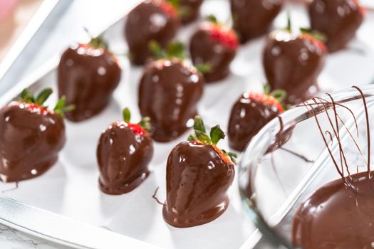 Preparing chocolate covered strawberries on a cookie tray.