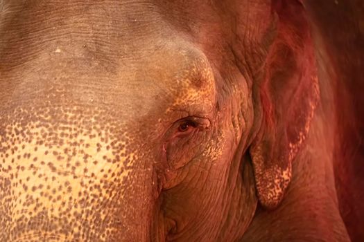 Part of the muzzle of an elephant close-up.