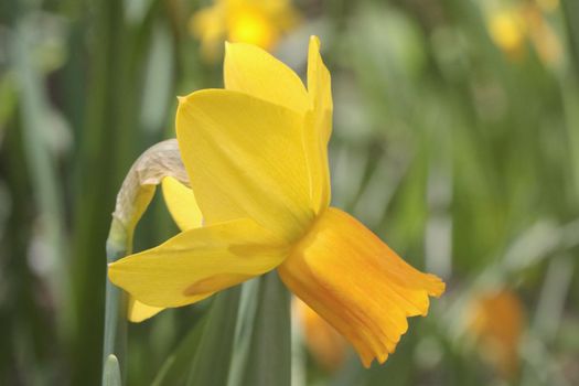 Close-up on a blooming yellow daffodil in the garden