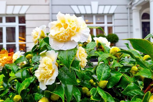 Blooming rose bushes after rain in the garden