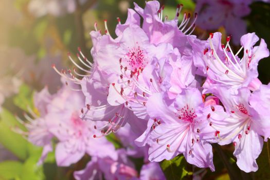 Soft light falls on a flowering azalea branch