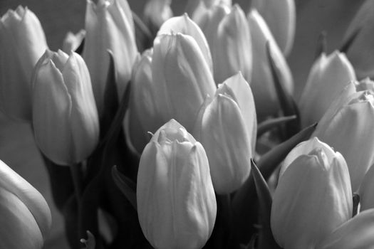Black and white photo. Bouquet of fresh tulips in a vase