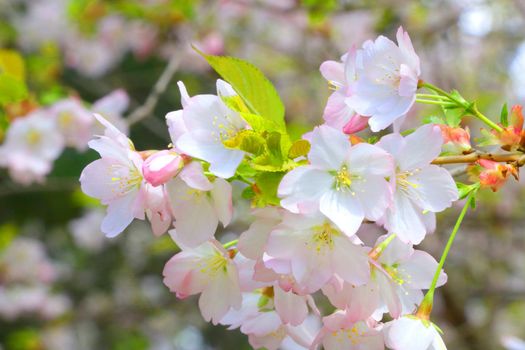 View of blossoming cherry or plum branch in the park in spring. Soft light falls on a young branch