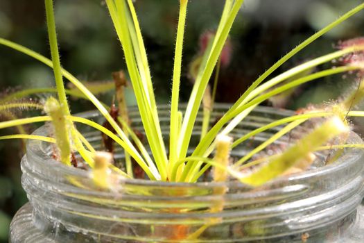 Stems of plants are in a jar of water. Breeding flowers