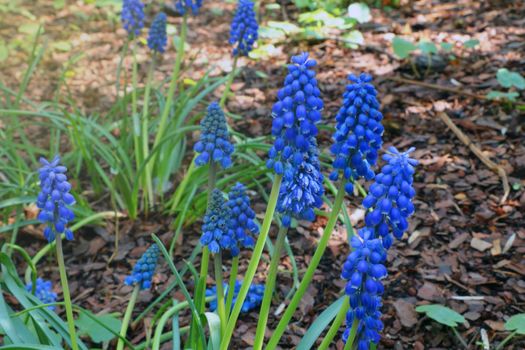 Muscari Big Smile - graceful and miniature, unpretentious flowers with an early flowering period