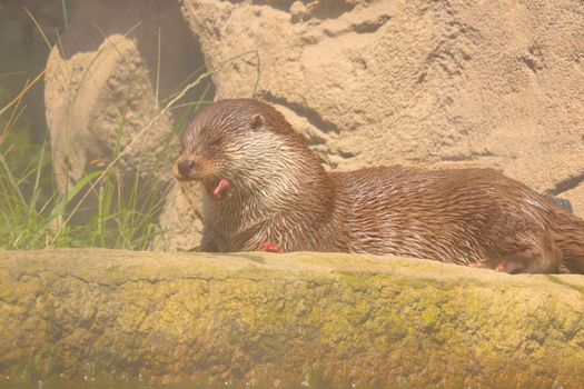 A beautiful otter on the shore of a pond. Selective focus