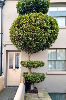 A large green tree grows in front of the front door of the house