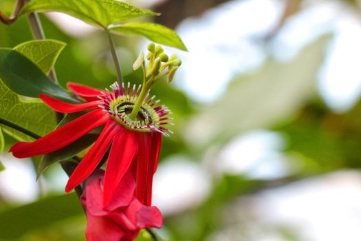 Passiflora racemosa, the red flower of passionflower, is a species of flowering plant in the Passifloraceae family