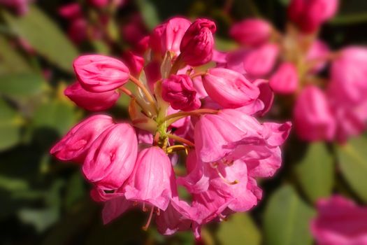 Close up on a blossoming rhododendron branch