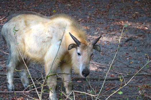 The golden takin is a critically endangered mountain goat antelope