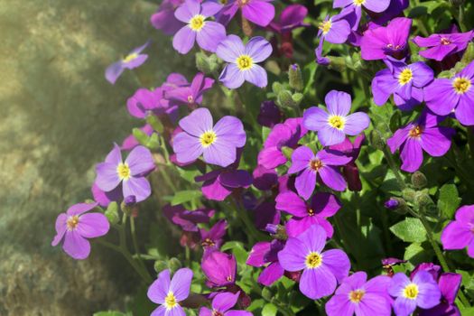 Beautiful perennial flowers bloom in the park in summer