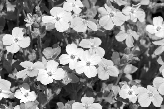 Black and white photo of blooming flowers in a flower bed. Nature background