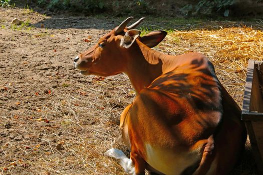 Banteng is a representative of the genus of real bulls that lives in Southeast Asia