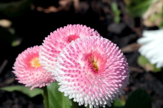 Close up of a flowering perennial daisy