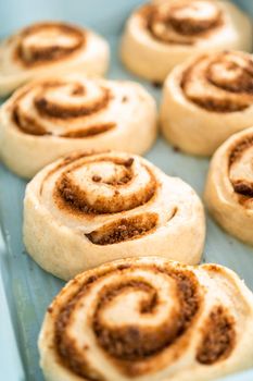 Unbaked cinnamon rolls in a blue baking pan.