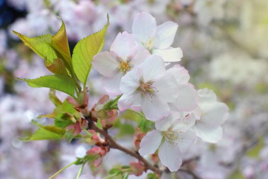 Young flowering branch of cherry or apple tree in spring