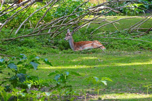 Spotted deer lies on the grass under a tree in the wild