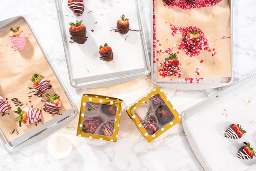 Flat lay. Preparing chocolate covered strawberries on a cookie tray.