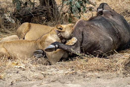 A close-up of a beautiful lioness feeding on a freshly killed buffalo.