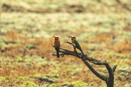 A close-up of two white fronted bee eaters resting on a tree